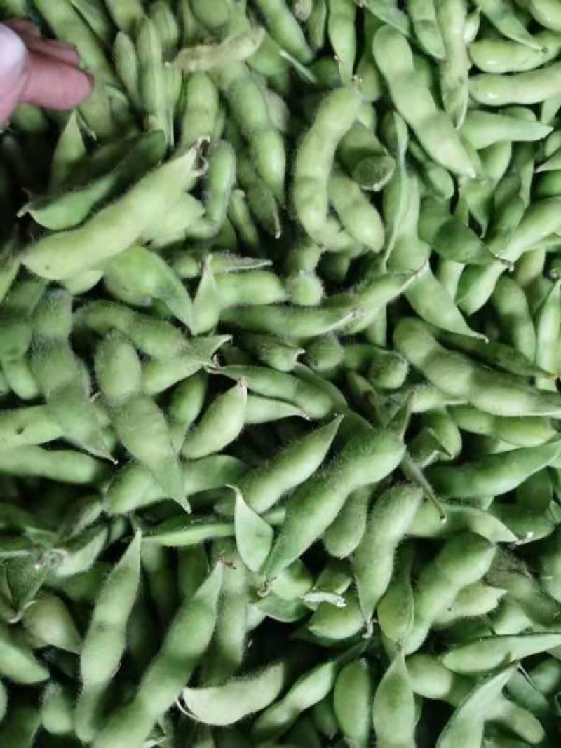 毛豆