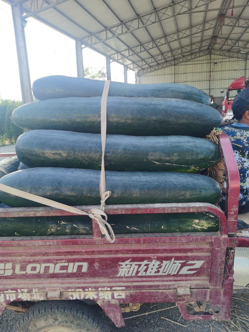 山东省兰陵县，数万亩精品地冬瓜即将大上市。