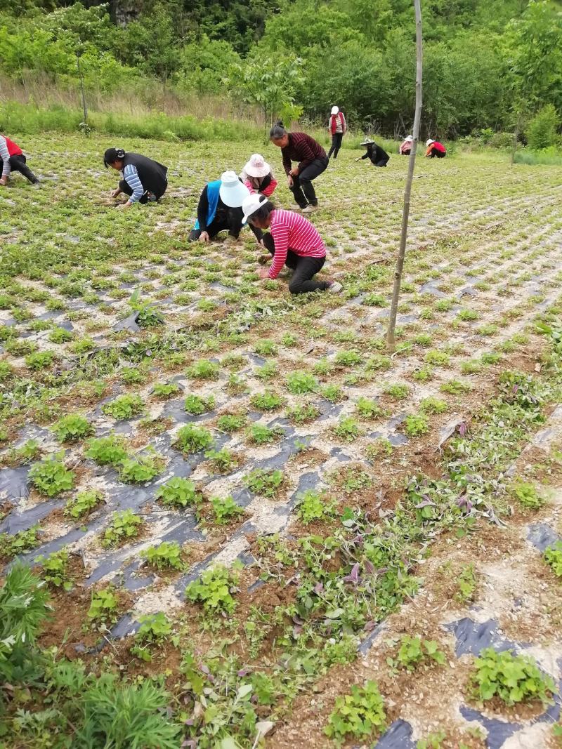 独活苗，重庆城口县，正宗肉独活苗，含量高，全国包邮，苗好
