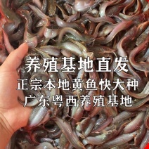 正宗本地塘鲺鱼苗塘角鱼苗正黄鱼快大种塘鲺胡子鲶淡水养殖活