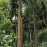 四川风景园林苗木，特价出售，量大从优。