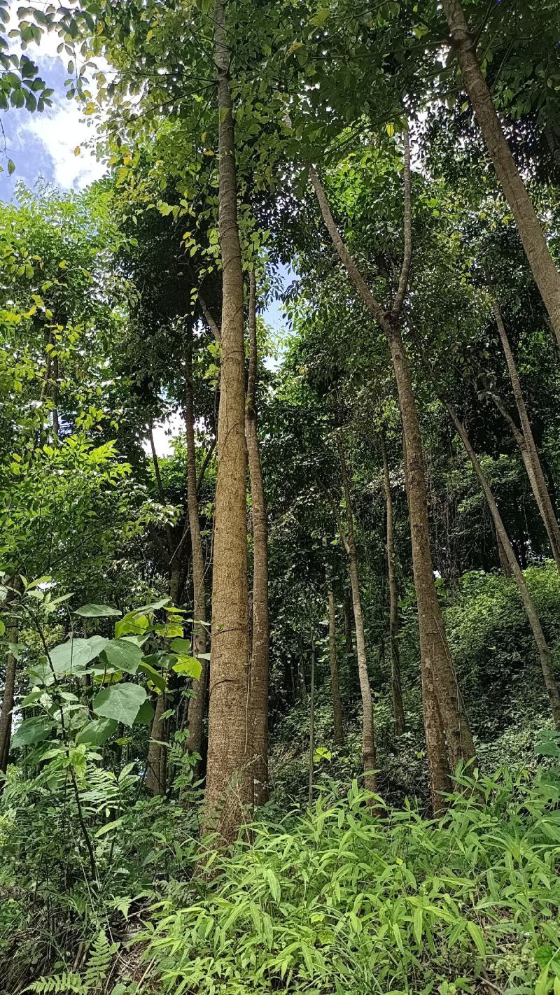 四川风景园林苗木，特价出售，量大从优。