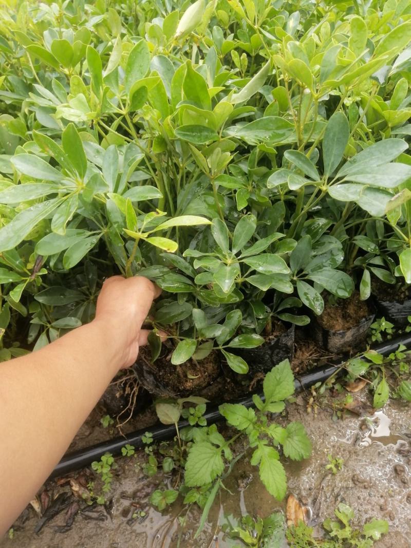 鸭脚木，鹅掌柴
