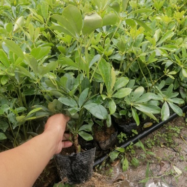 鸭脚木，鹅掌柴