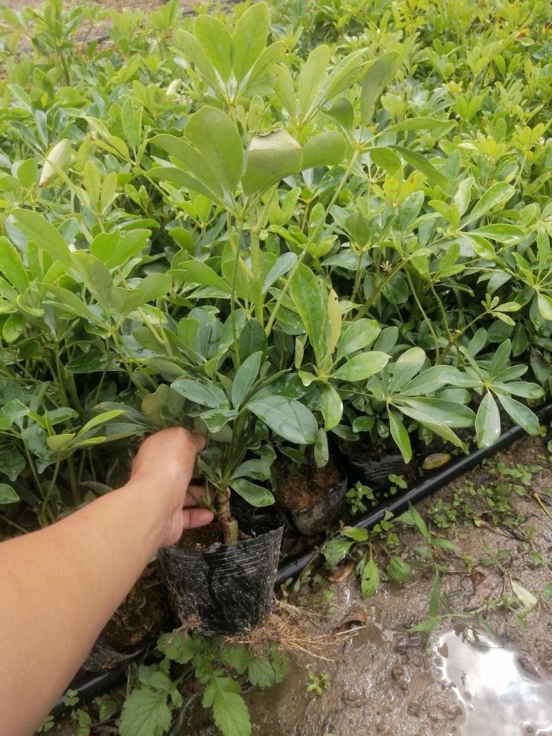 鸭脚木，鹅掌柴
