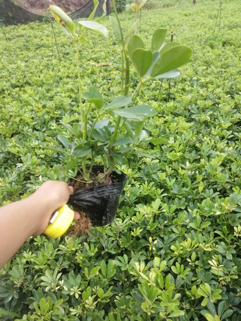 鸭脚木，鹅掌柴