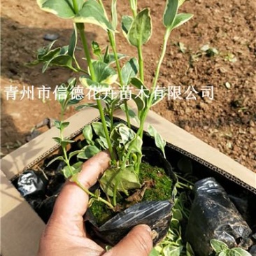 花叶蔓长春，价格实惠，一手货源，大量有货，基地直发