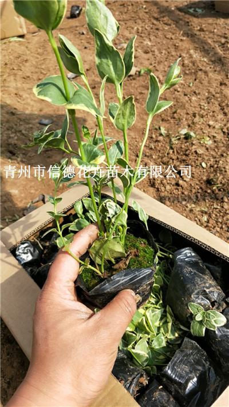 花叶蔓长春，价格实惠，一手货源，大量有货，基地直发