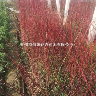 红瑞木，一手货源，大量有货，基地直发，规格齐全，多分枝