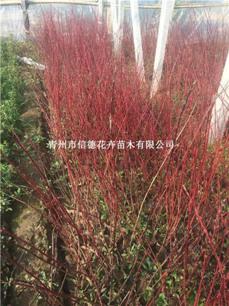 红瑞木，一手货源，大量有货，基地直发，规格齐全，多分枝