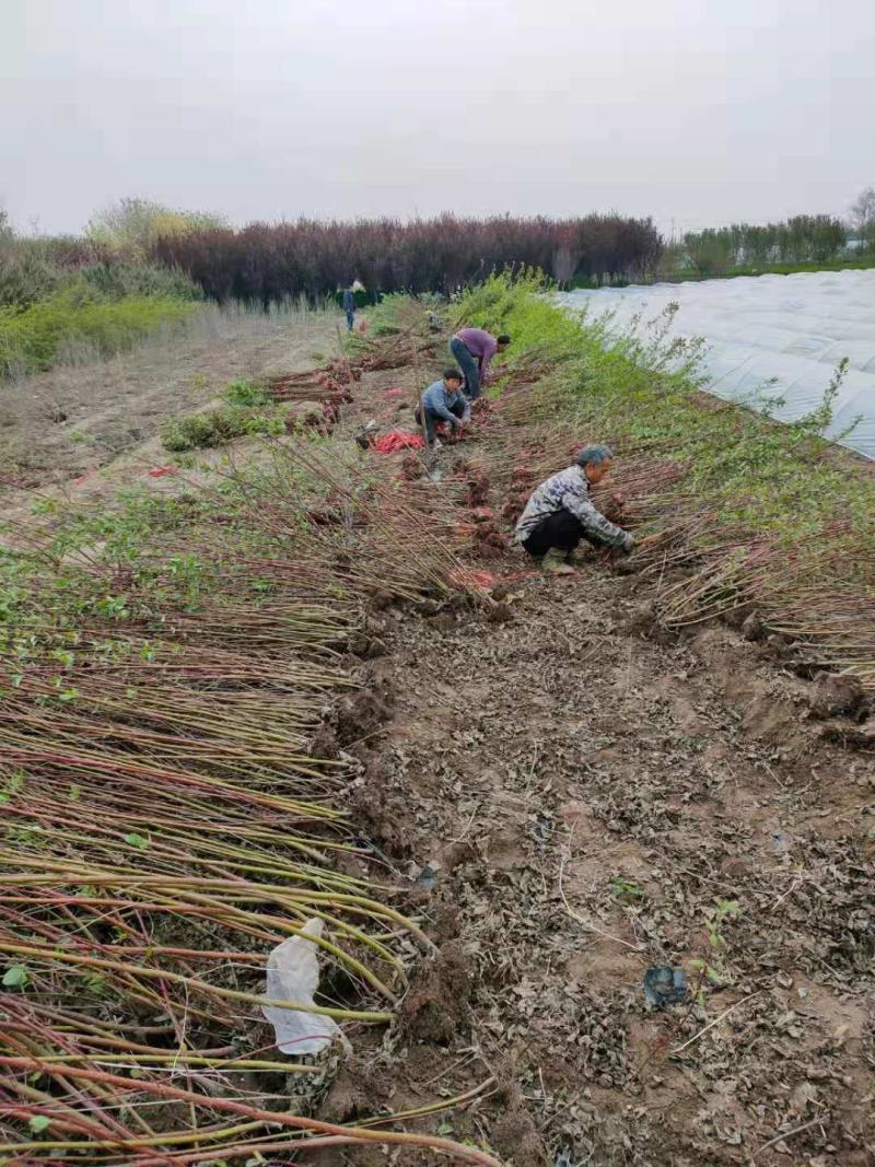 红瑞木，一手货源，大量有货，基地直发，规格齐全，多分枝