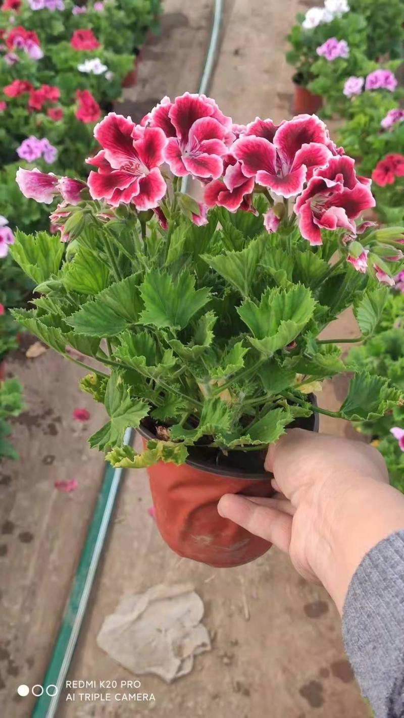 蝴蝶梅，盆栽花，一手货源，大量有货，基地直发