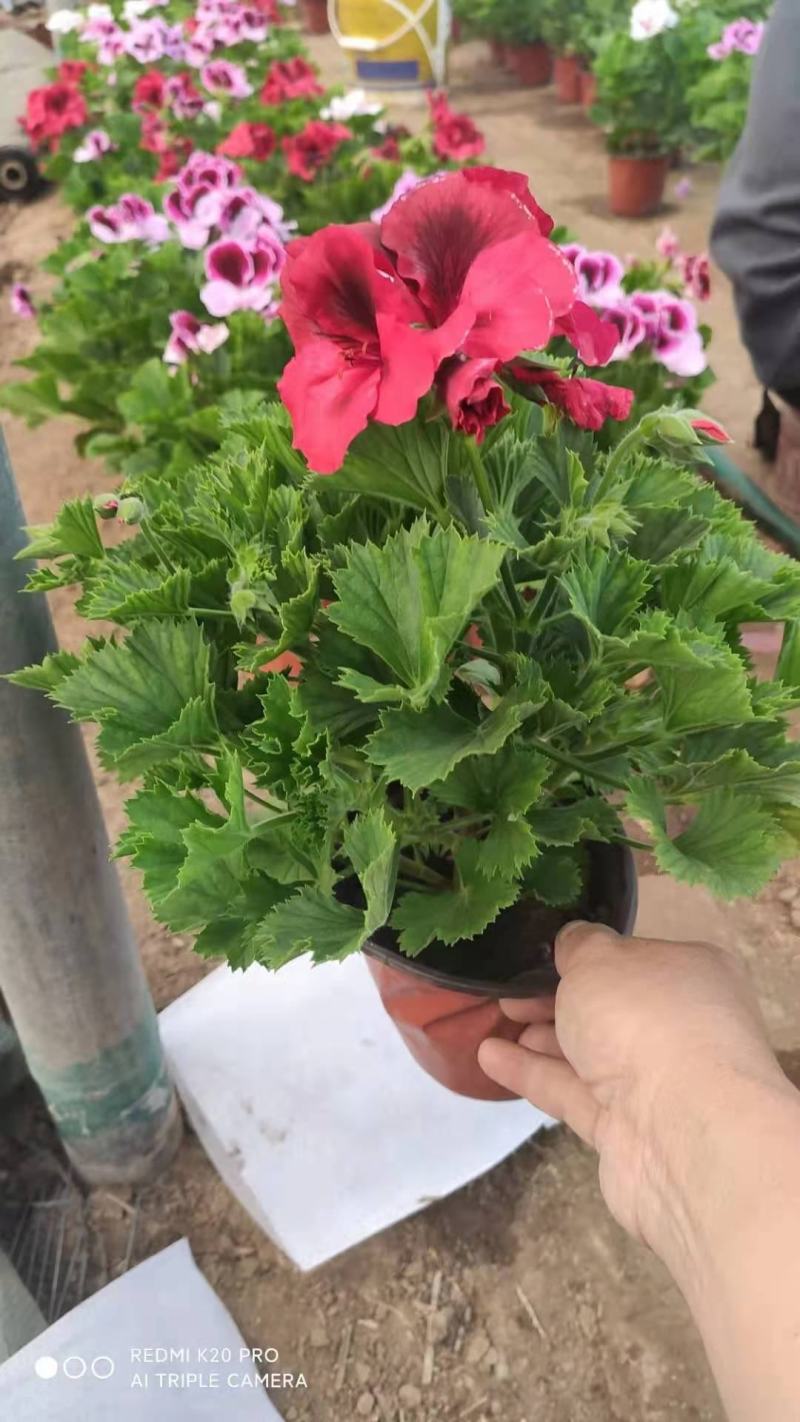 蝴蝶梅，盆栽花，一手货源，大量有货，基地直发