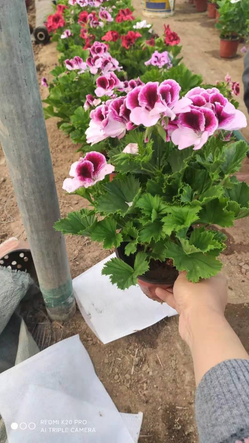 蝴蝶梅，盆栽花，一手货源，大量有货，基地直发