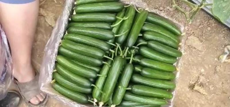 【产地发货】孝海文洋水果黄瓜，一手货源常年供应