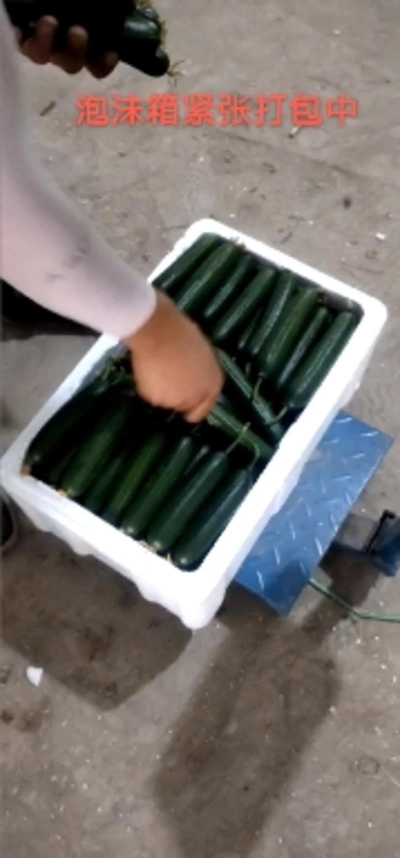 【产地发货】孝海文洋水果黄瓜，一手货源常年供应