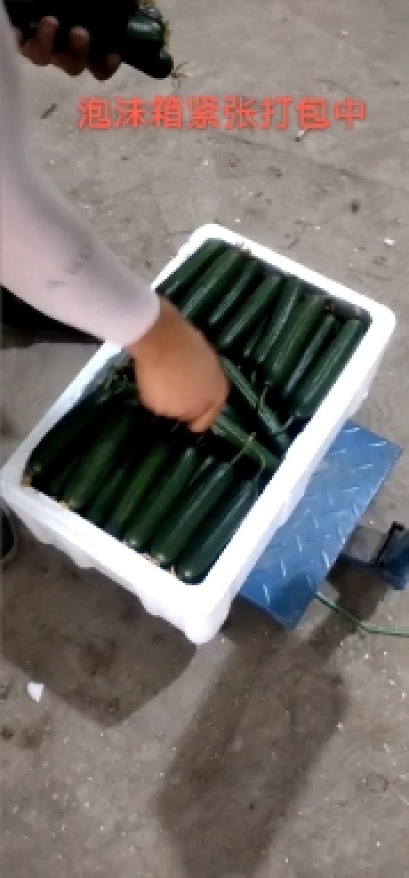【产地发货】孝海文洋水果黄瓜，小黄瓜一手货源常年供应