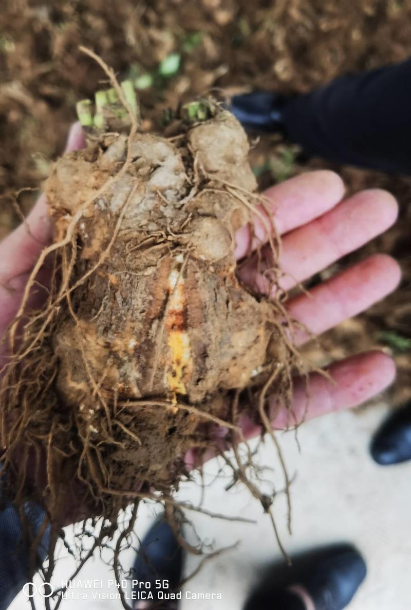 白术苗子白术片规格齐全基地直供常年购销批发量大价优