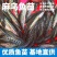 乌鱼苗鱼场孵化麻乌鱼苗提供技术指导以及送货上门
