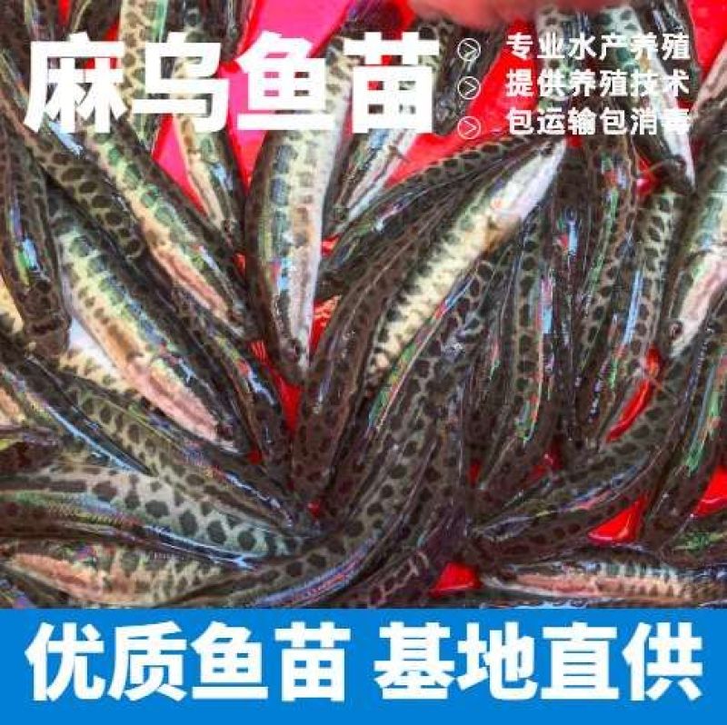 乌鱼苗鱼场孵化麻乌鱼苗提供技术指导以及送货上门