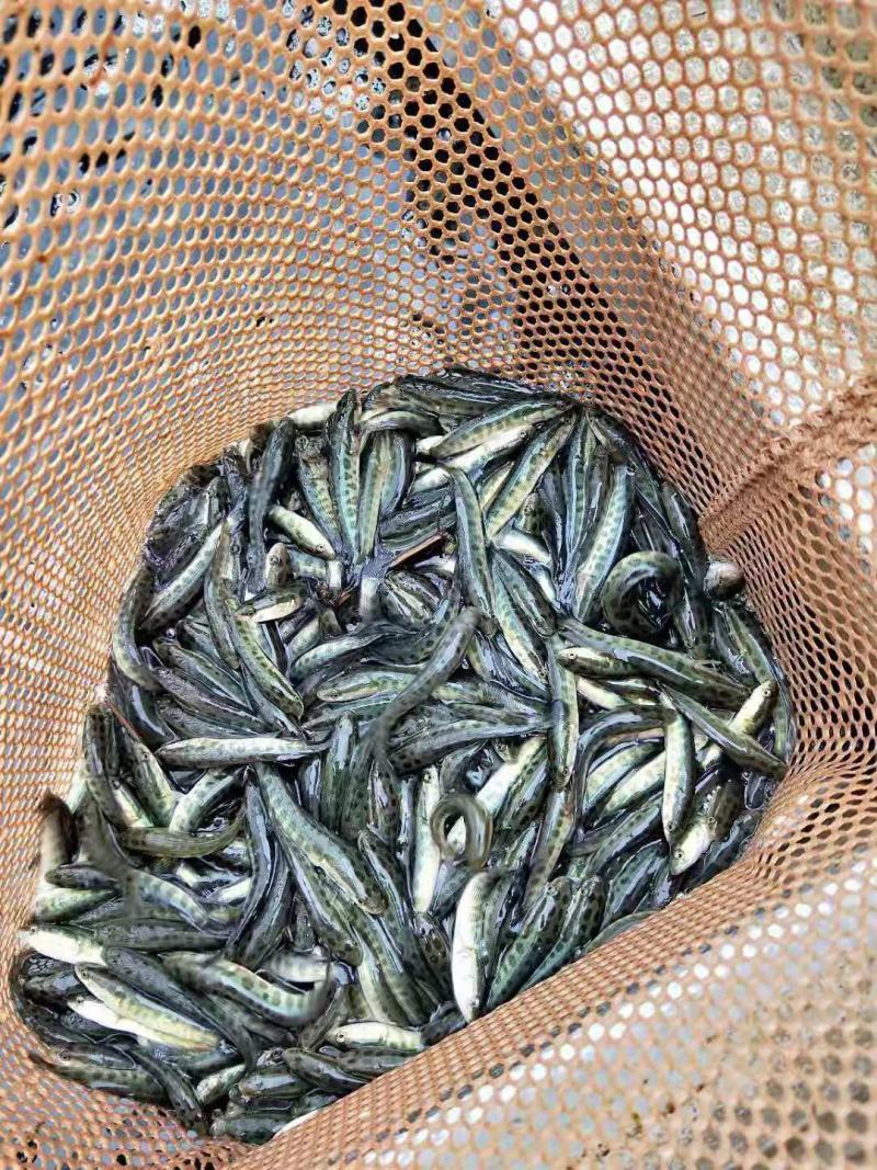 乌鱼苗鱼场孵化麻乌鱼苗提供技术指导以及送货上门