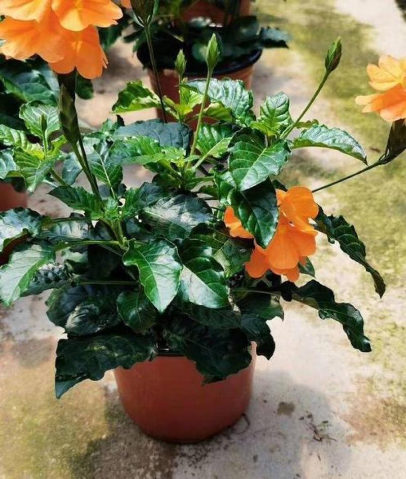 鸟尾花阳台盆栽带花花园绿化宿根多年生开花植物花期长