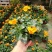 鸟尾花阳台盆栽带花花园绿化宿根多年生开花植物花期长