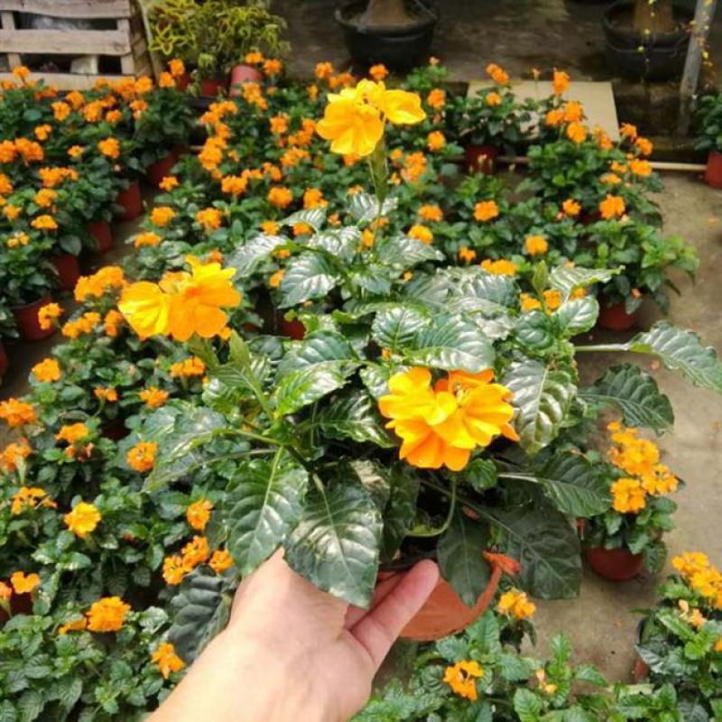 鸟尾花阳台盆栽带花花园绿化宿根多年生开花植物花期长