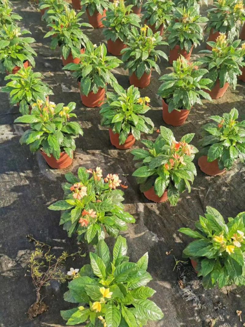 鸟尾花阳台盆栽带花花园绿化宿根多年生开花植物花期长