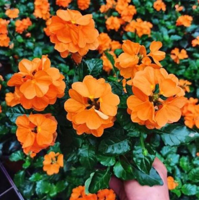 鸟尾花阳台盆栽带花花园绿化宿根多年生开花植物花期长