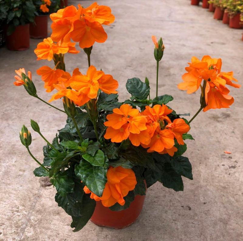 鸟尾花阳台盆栽带花花园绿化宿根多年生开花植物花期长