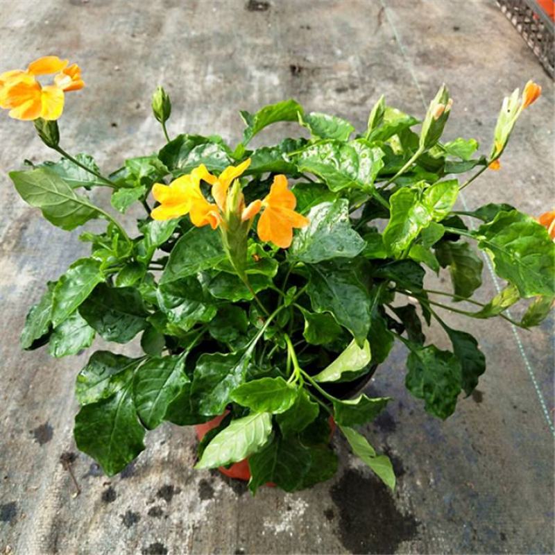 鸟尾花阳台盆栽带花花园绿化宿根多年生开花植物花期长