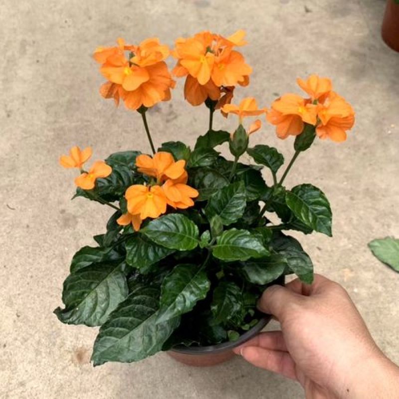 鸟尾花阳台盆栽带花花园绿化宿根多年生开花植物花期长