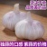 新干蒜紫白皮大蒜新鲜大蒜头2/3/5/10斤批发