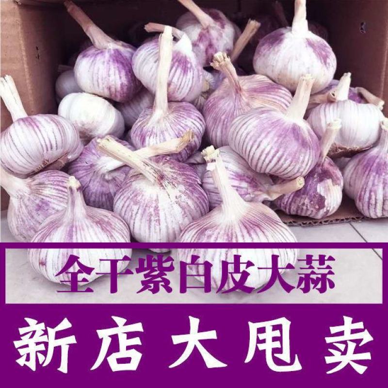 新干蒜紫白皮大蒜新鲜大蒜头2/3/5/10斤批发