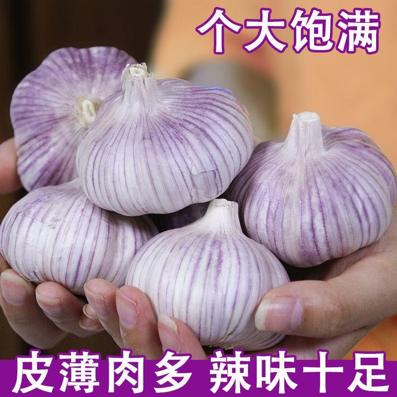 新干蒜紫白皮大蒜新鲜大蒜头2/3/5/10斤批发