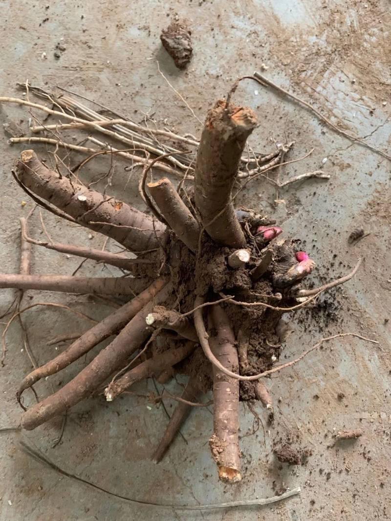 白芍苗子赤芍苗子规格齐全基地直供包回收