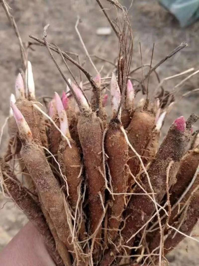 白芍苗子赤芍苗子规格齐全基地直供包回收