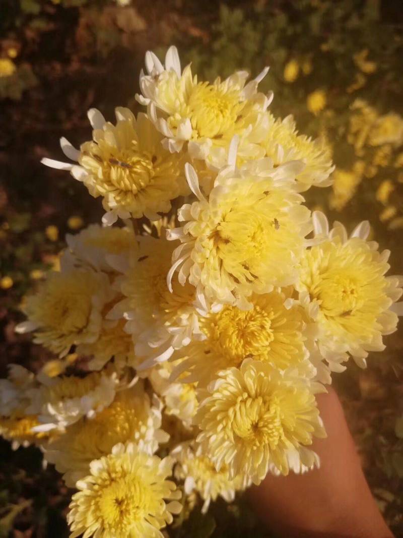 金丝黄菊苗各种菊花苗贡菊苗提供种植技术上门收购