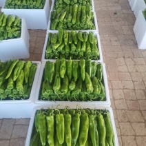 第一茬精品牛角椒刚上市，可通过平台支付发货！质量精品，