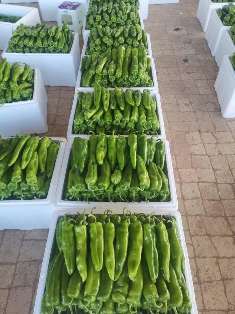 第一茬精品牛角椒刚上市，可通过平台支付发货！质量精品，