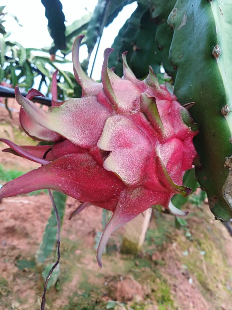火龙果