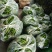 小青椒（新鲜二荆条海椒现货）