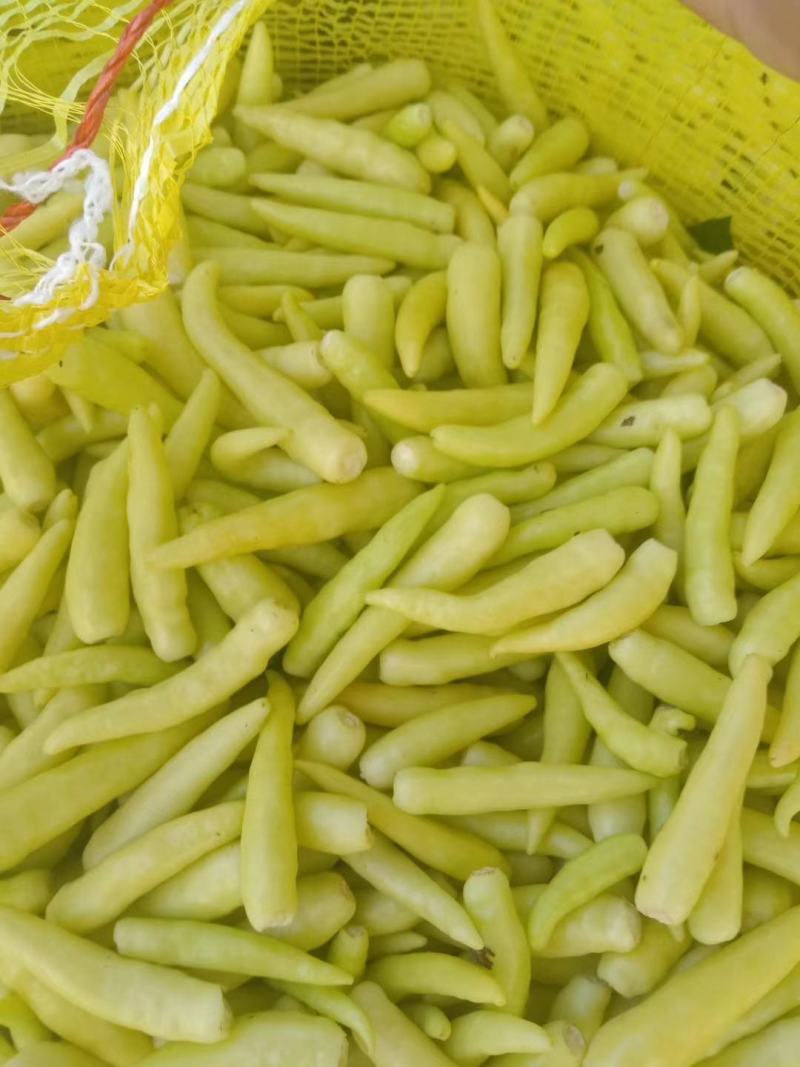 剁椒原材料，艳红，泡椒，诚信经营，质量保证，代加工，代发