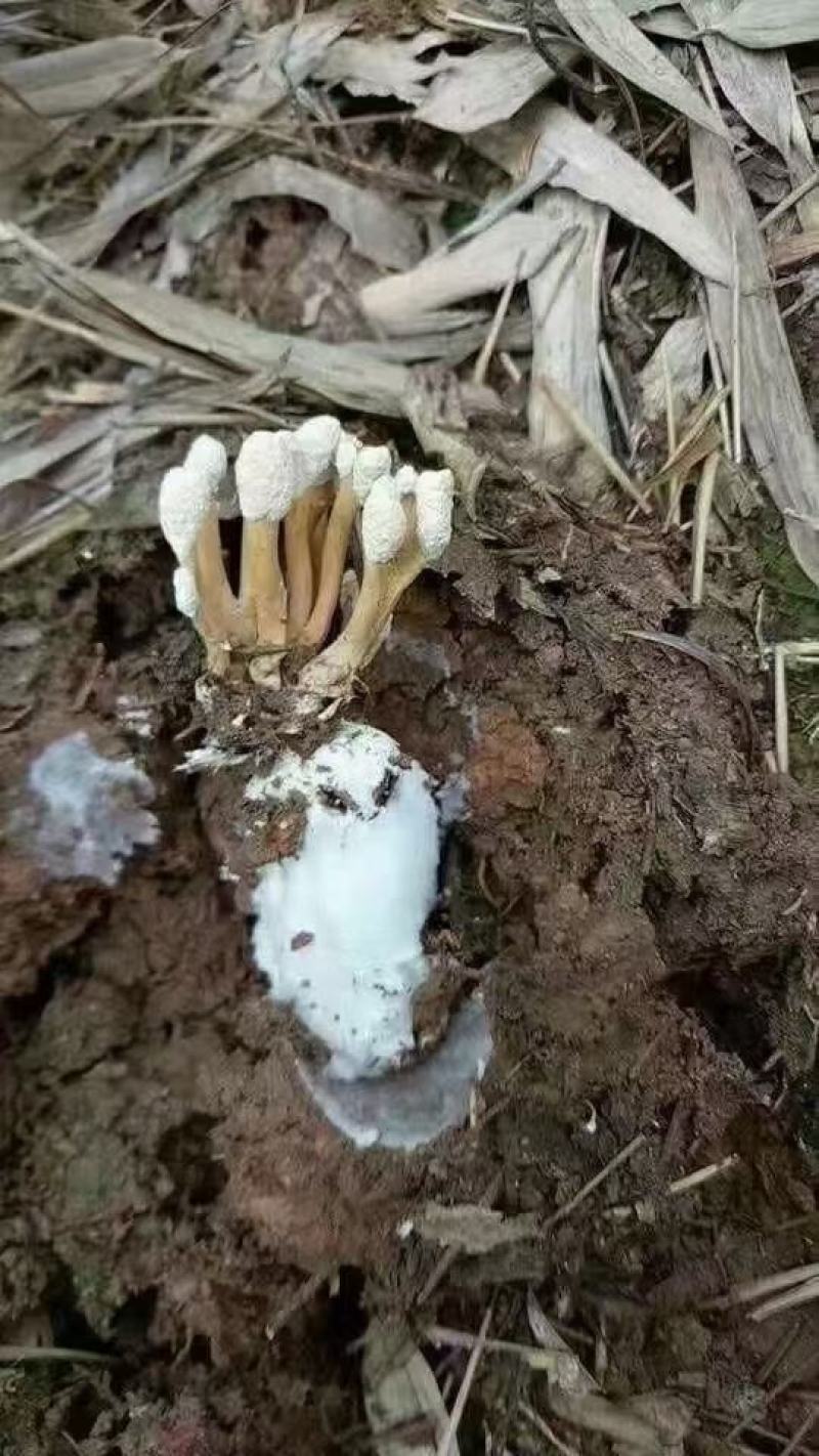 金蝉花竹林蝉干货今年新货颜色白足干货