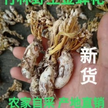 金蝉花竹林蝉干货今年新货颜色白足干货