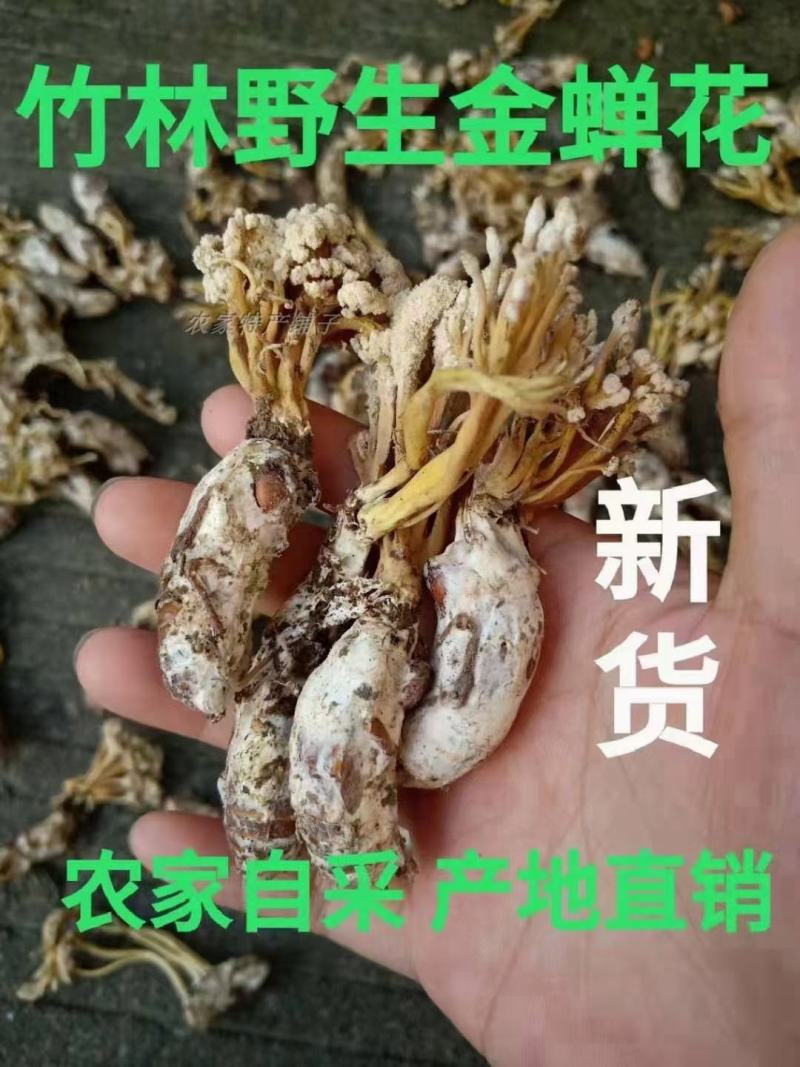 金蝉花竹林蝉干货今年新货颜色白足干货