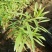 香彩雀盆栽夏日金鱼草花卉耐热耐寒花园阳台多年生植物花期长