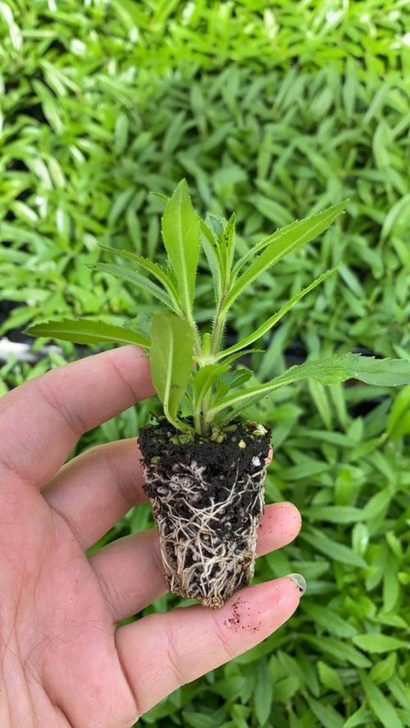 香彩雀盆栽夏日金鱼草花卉耐热耐寒花园阳台多年生植物花期长