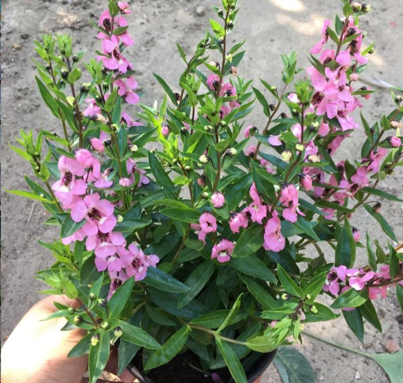 香彩雀盆栽夏日金鱼草花卉耐热耐寒花园阳台多年生植物花期长
